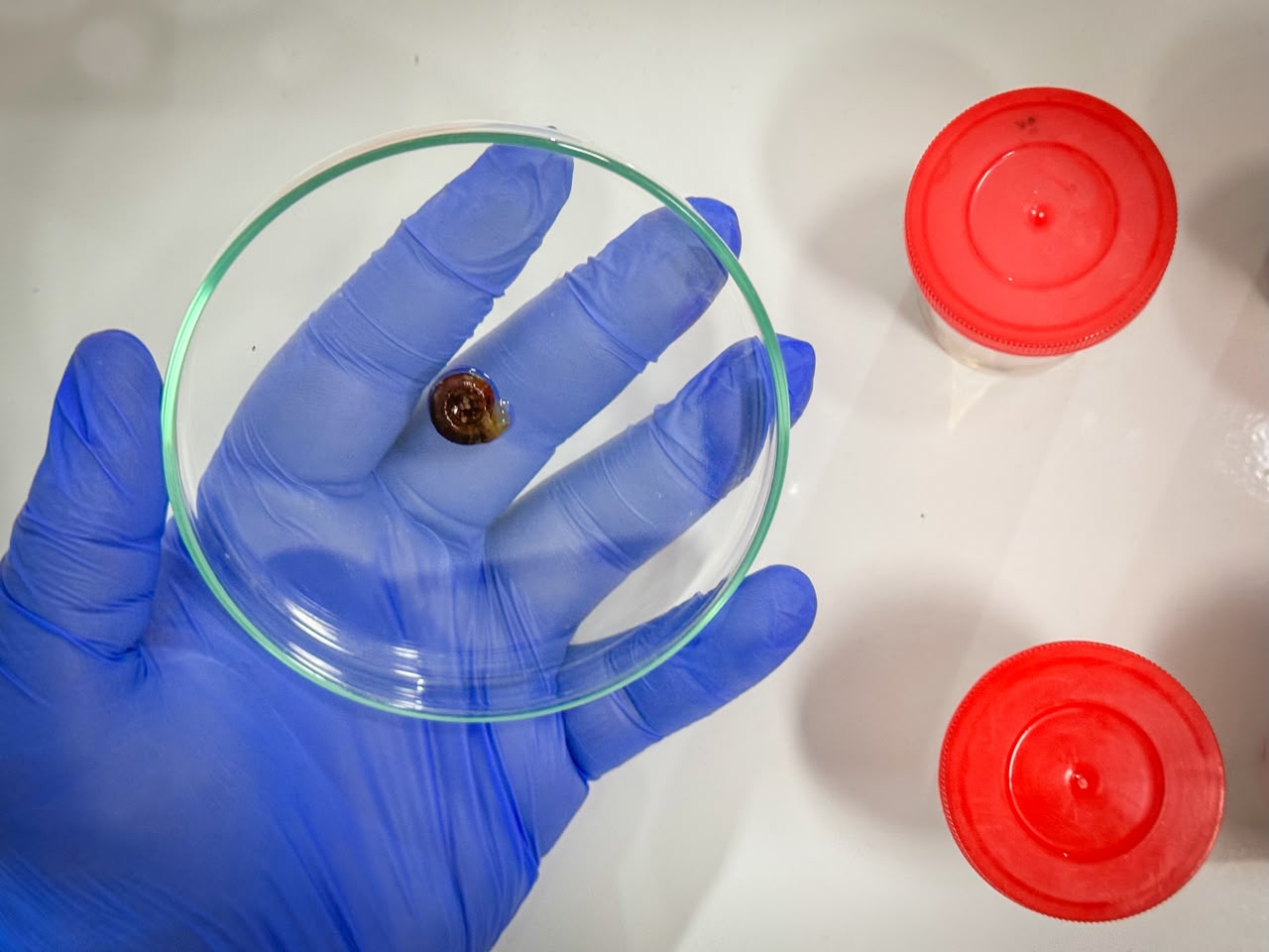 Material coletado em Bragança foi analisado no Laboratório de Biologia Molecular e Neuroecologia